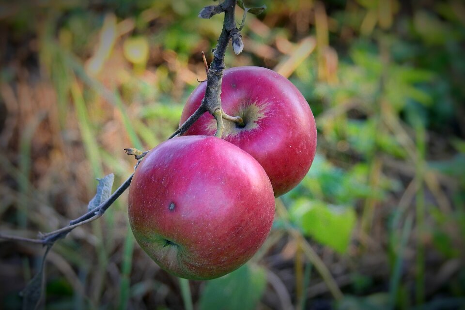 Mature fresh healthy