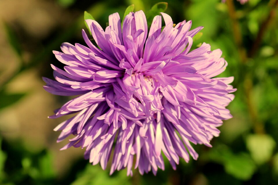 The petals astra color