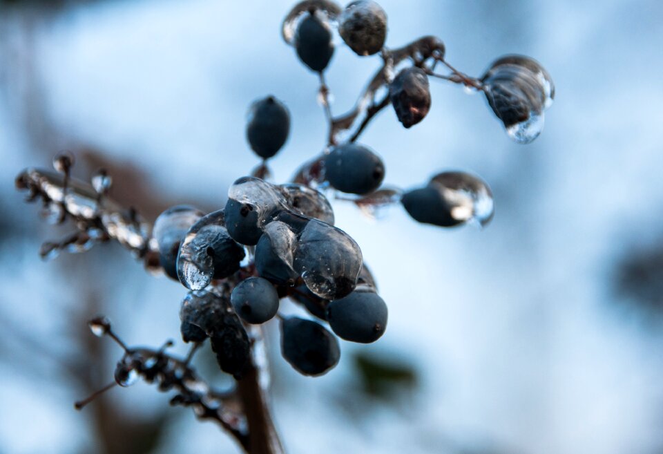 Nature winter frost