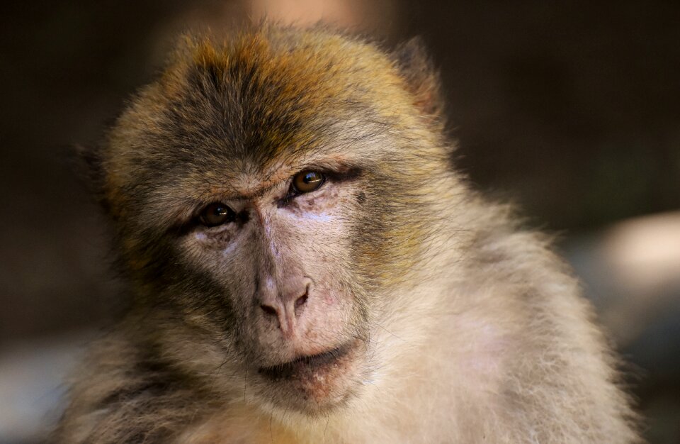 Animal wild animal zoo