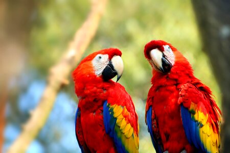 Colorful exotic feather