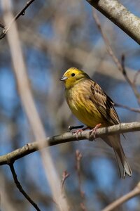 Bird nature Free photos