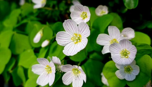 Nature flower plant