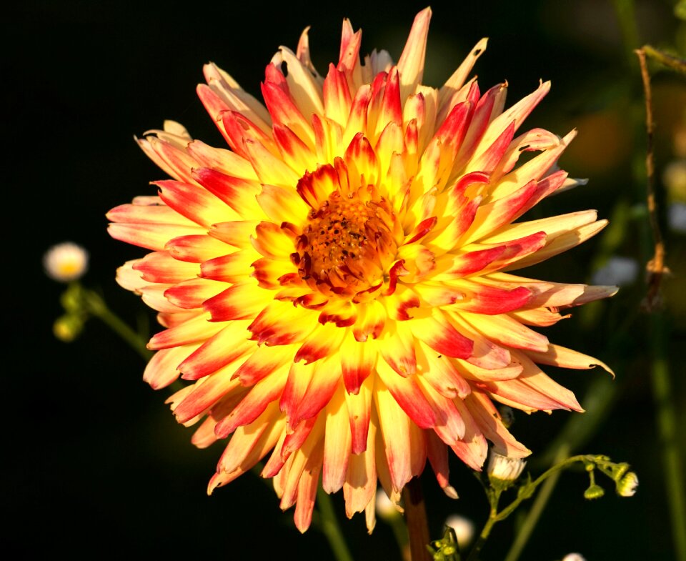 Dahlia garden flower flora