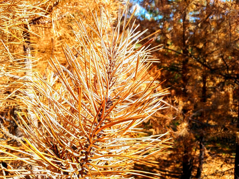Spruce christmas tree needles