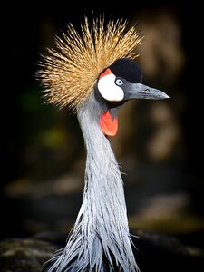 Feather colorful poultry photo