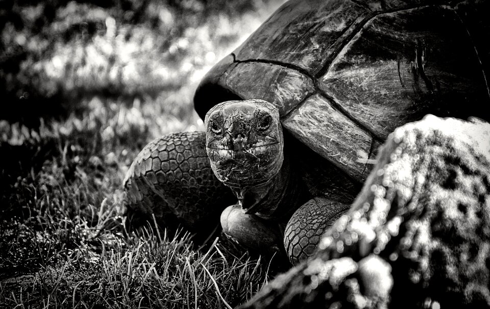 Reptile turtle tortoise