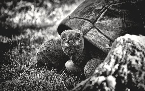 Reptile turtle tortoise