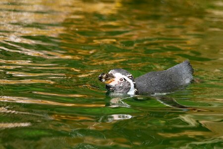 Water swim zoo