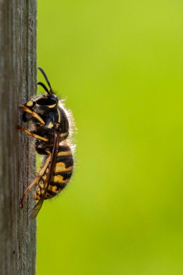 Nature insect Free photos