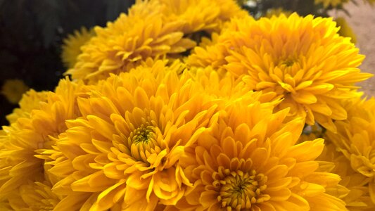 Macro chrysanthemum fresh photo