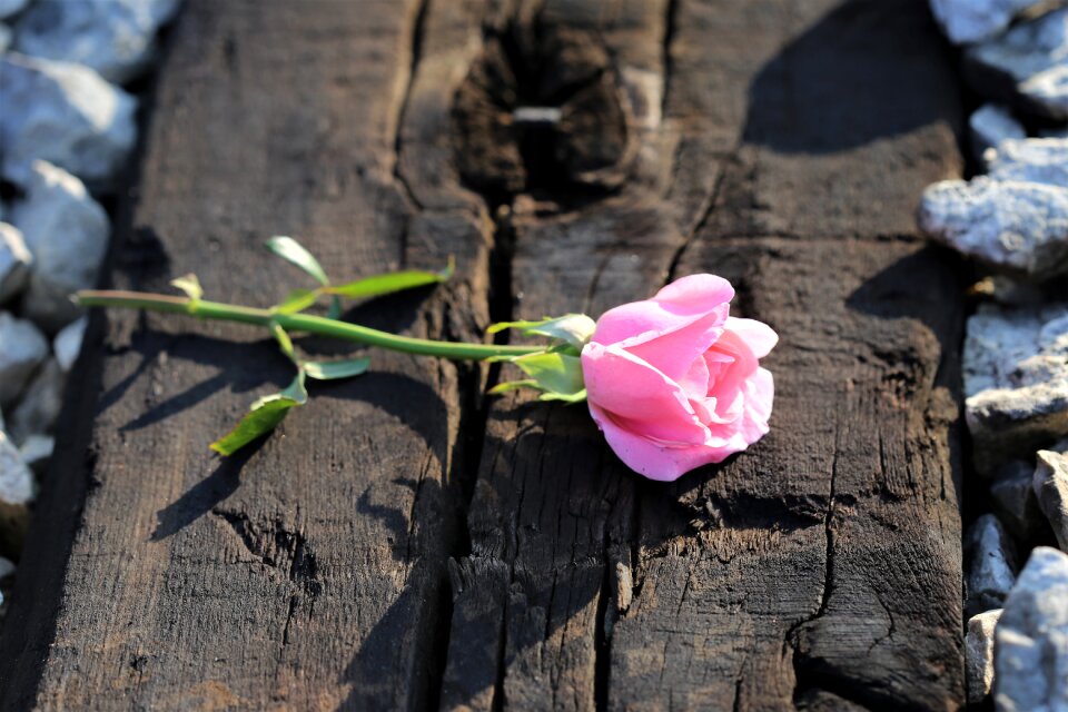 Lost love pink petals green leaf