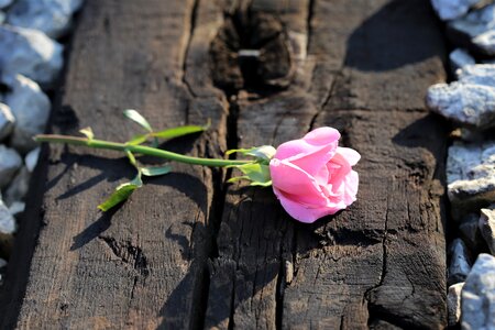 Lost love pink petals green leaf