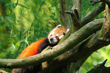 Sleep branch zoo