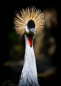 Feather colorful poultry photo