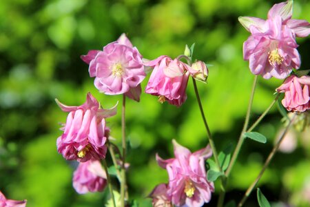 Flowering perennial spring-flowering