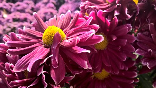 Chrysanthemum flower flowers