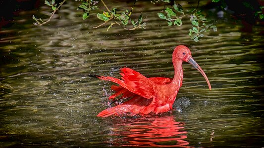 Red ibis plumage zoo