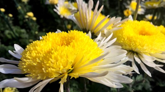Macro chrysanthemum garden photo