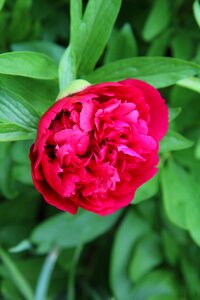Red flowers flowering spring-flowering