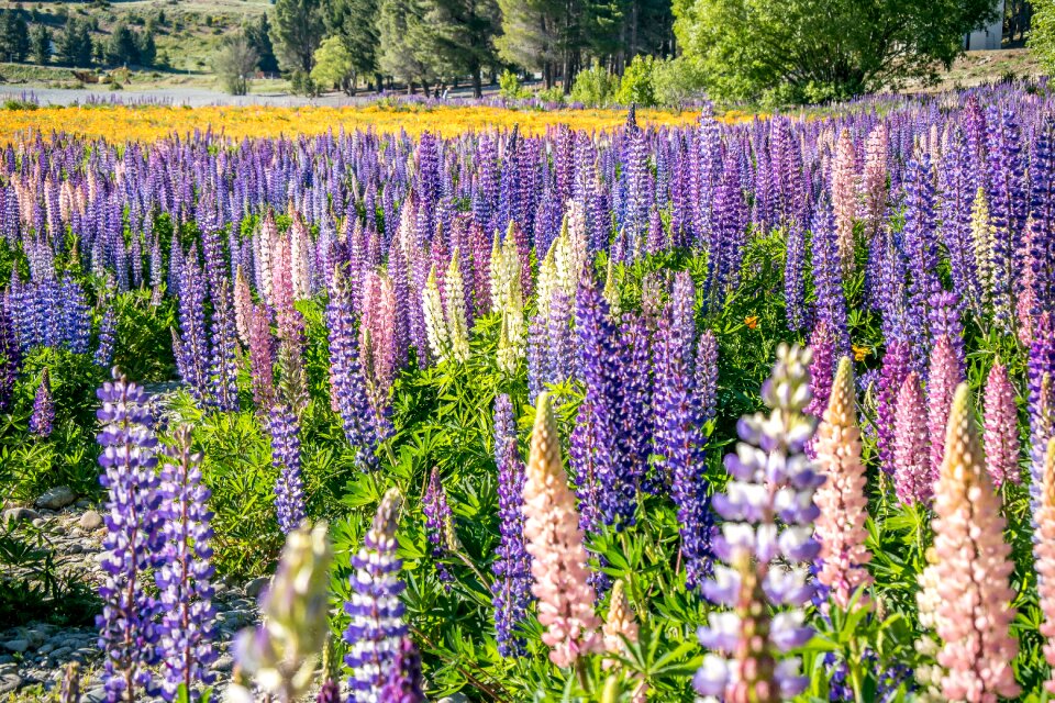 Plant spring blossom