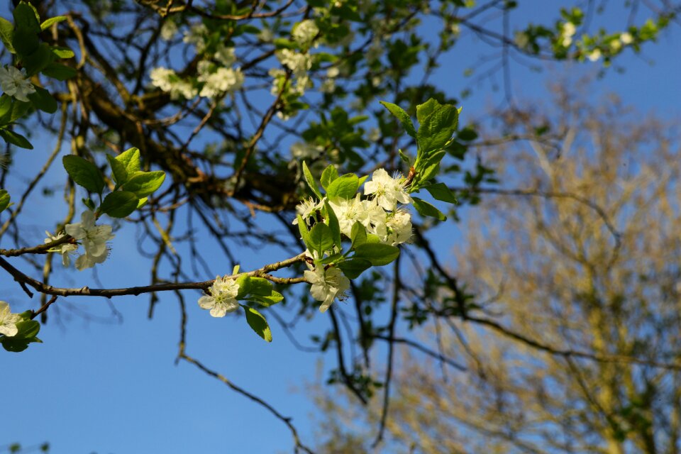 Plum tree flowers plum tree white