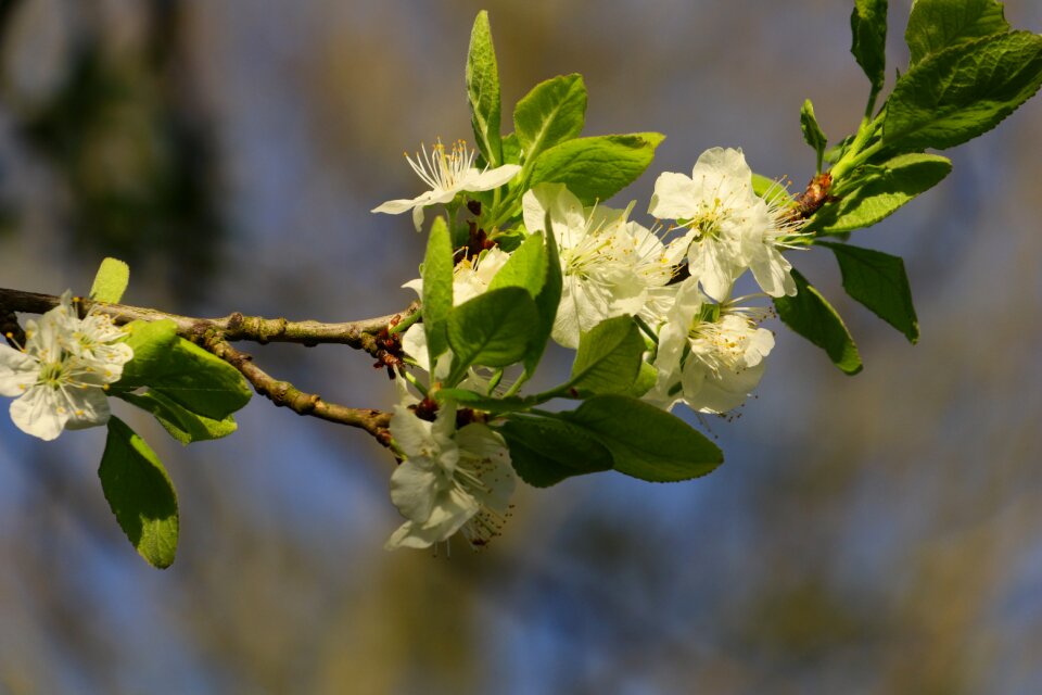 Plum tree flowers plum tree white