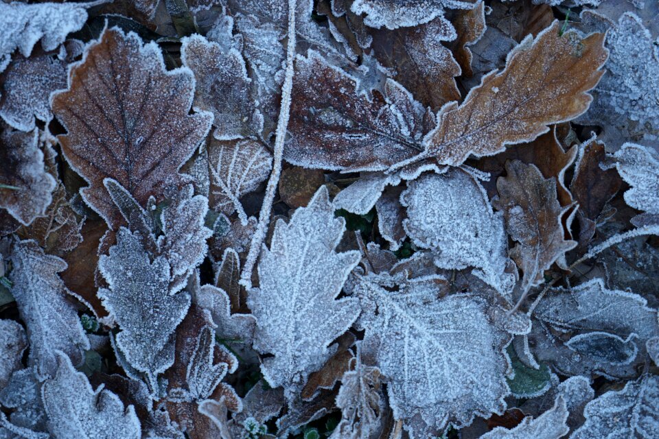 Plant season winter