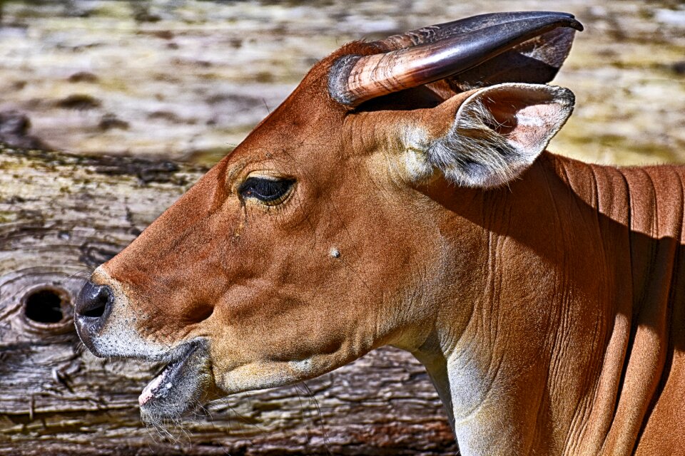 Wild animal wild zoo