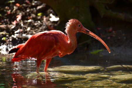 Red ibis plumage zoo photo