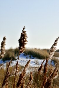 Winter grass plant