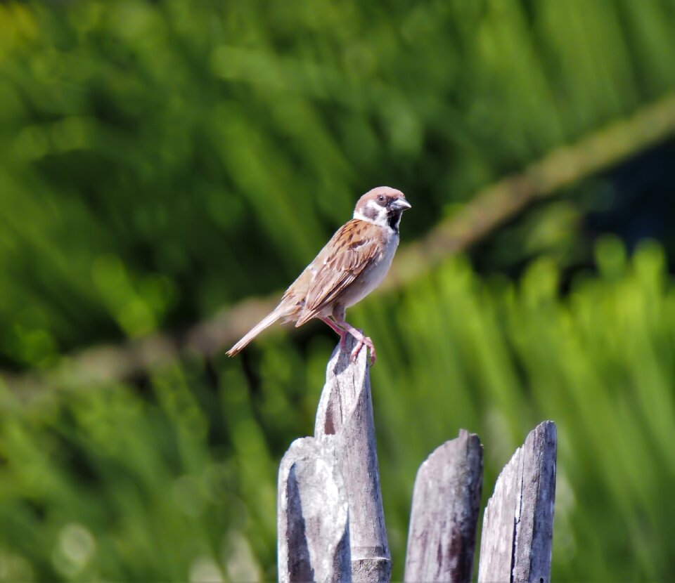 Natural nature animal
