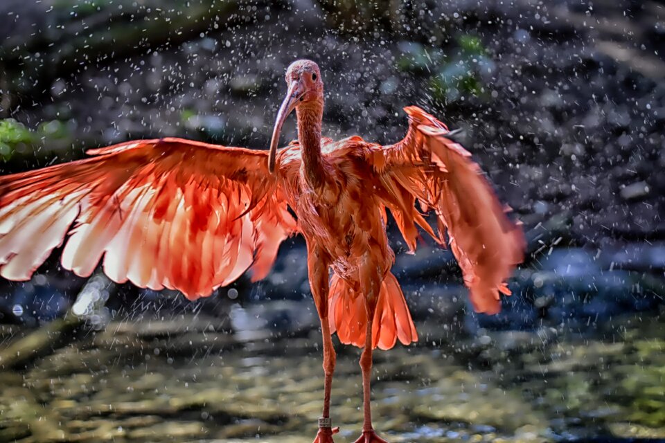 Spray scarlet ibis red ibis