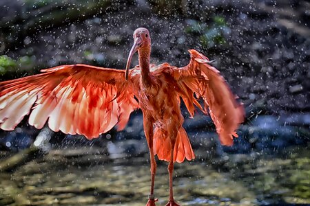 Spray scarlet ibis red ibis