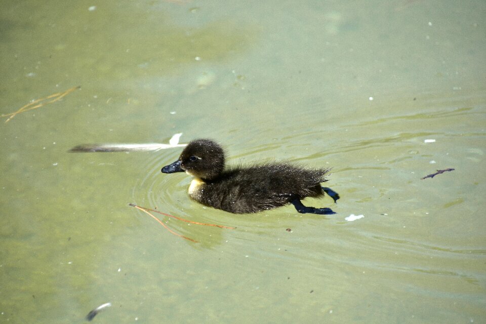 Animals plumage pond