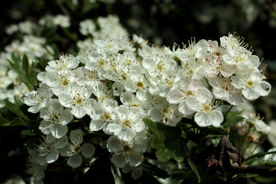 Spring nature white