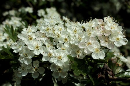Spring nature white