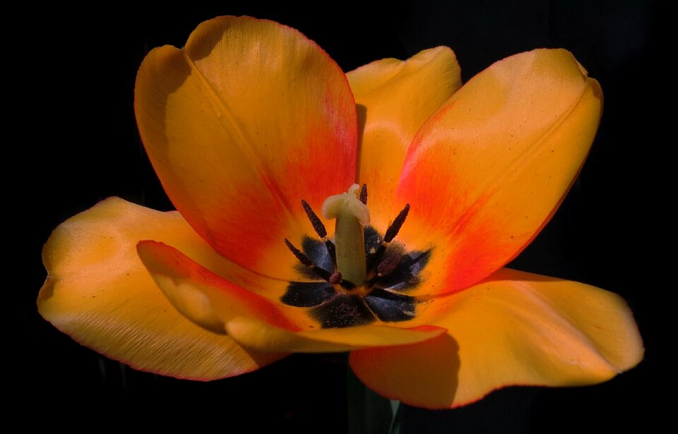 Yellow flower flower nature photo