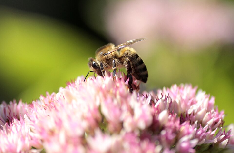 Insect flower honey bee photo