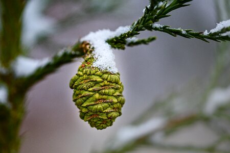 Nature detailed tree