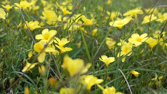 Field spring nature