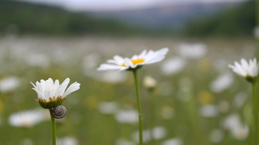 Field spring nature photo