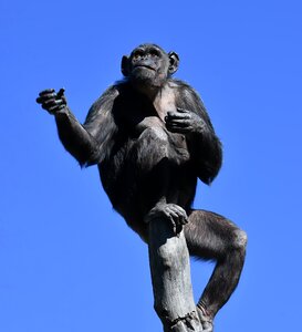 Animal ape mammal