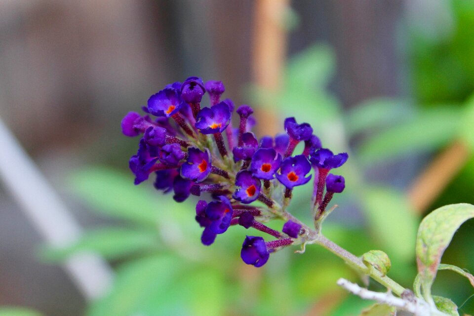 Plants garden violet