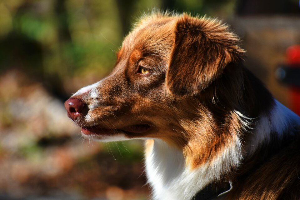 Quadruped animal cute