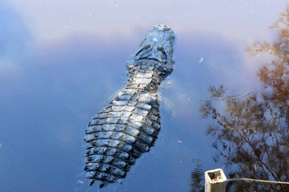 Reptile crocodile danger