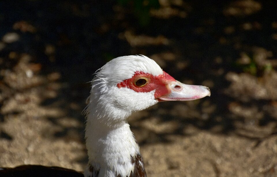Animals plumage pond