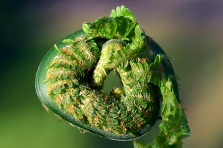 Green open filigree