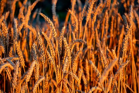 Wheat sheaf of wheat cereals