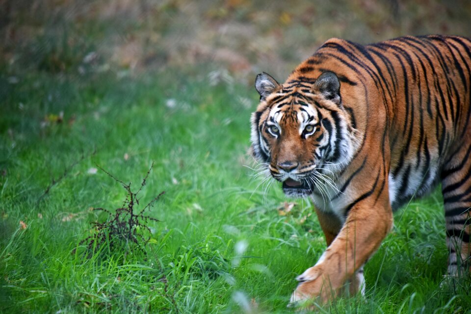 Nature feline mammals